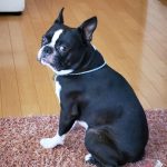 Healthy Homemade Meals for Dogs