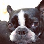 Homemade Dog Food Benefits