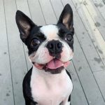 Frozen Dog Food Diets