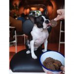 Bones and Raw Food